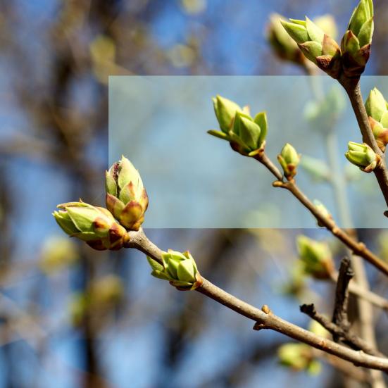 Forårsknopper på en gren med himmel og træer uskarpt i baggrunden.