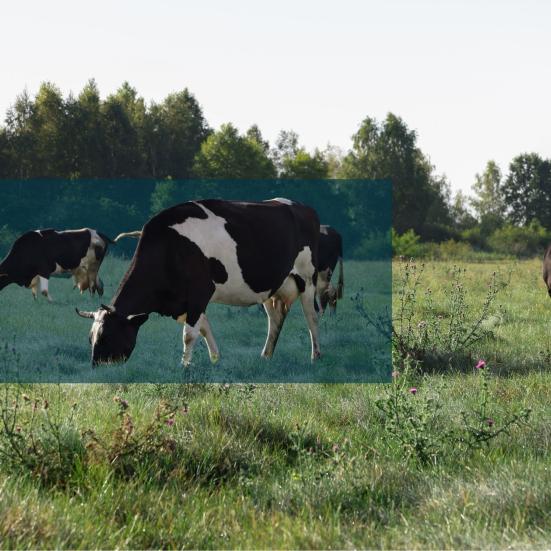 Sort-hvide køer græsser på en åben, grøn mark med træer i baggrunden.