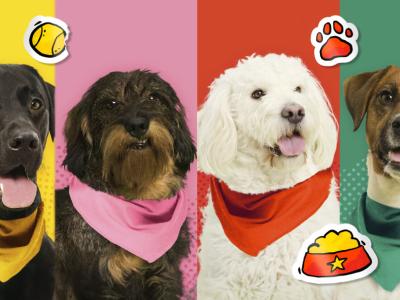 De fire hunde fra HundeBanden