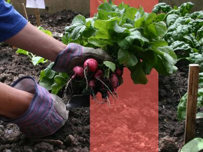 Hænder i havehandsker trækker radiser op af jorden i en køkkenhave.