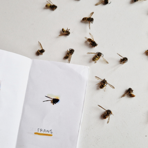 Døde hvepse lagt ud på en hvid baggrund.