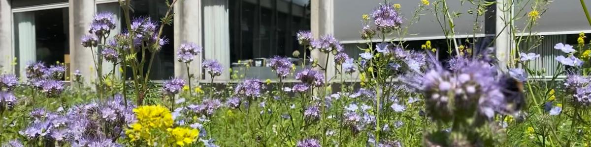 Blomster i Biodiversitetshaven i juni 2022